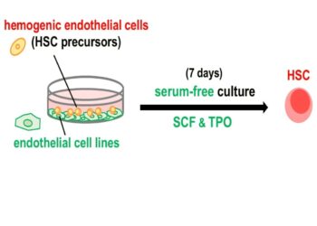 The team manages to successfully reproduce the development process of hematopoietic stem cells in an in vitro culture system