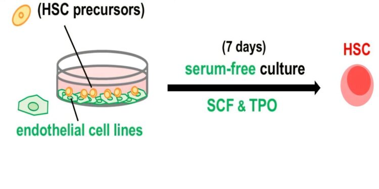 The team manages to successfully reproduce the development process of hematopoietic stem cells in an in vitro culture system