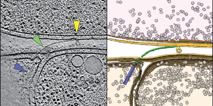 The unusual weapons arsenal of a predatory marine bacteria