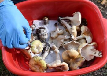 Toxic wild mushrooms: nine children and two adults hospitalized after being poisoned