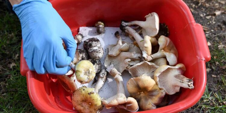 Toxic wild mushrooms: nine children and two adults hospitalized after being poisoned