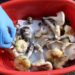 Toxic wild mushrooms: nine children and two adults hospitalized after being poisoned