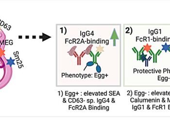 Tropical disease researchers develop new tool to improve diagnosis of schistosomiasis