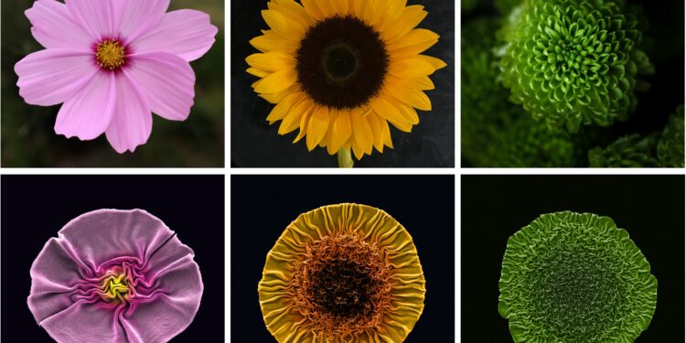 Unexpected beauty and major antimicrobial power increase as phages transform into surprising flower shapes