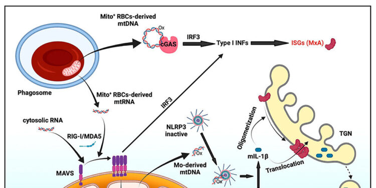 Unique immune response in lupus paves the way for new treatments
