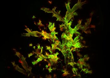 Viruses hide in the immune cells of the lungs long after the initial illness