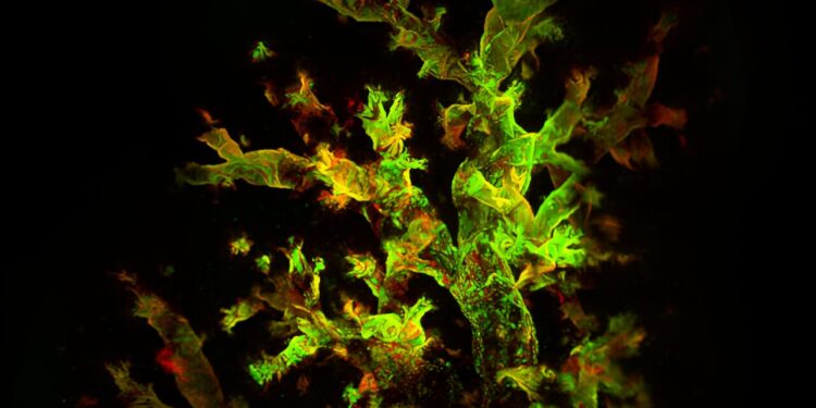Viruses hide in the immune cells of the lungs long after the initial illness