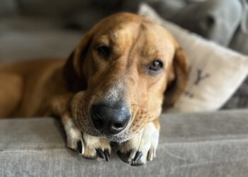 Watching your dog can wire your brain, research shows
