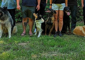 “Who is a good boy? » Humans use dog-specific voices for better canine understanding