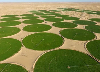 Will the Algerian desert turn into green fields? | economy