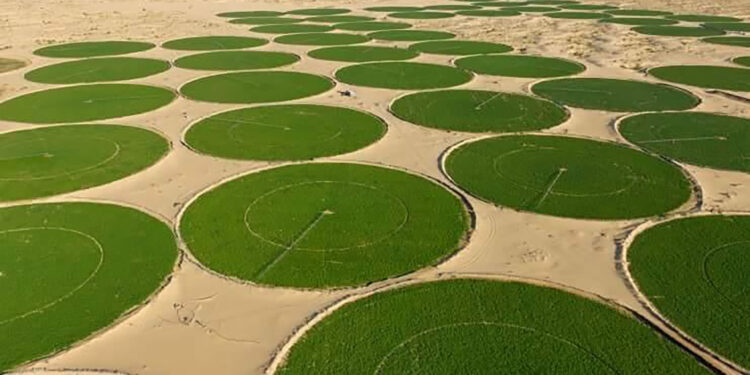 Will the Algerian desert turn into green fields? | economy