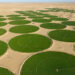 Will the Algerian desert turn into green fields? | economy