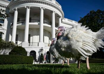 Here are Peach and Blossom, the two turkeys pardoned by Joe Biden