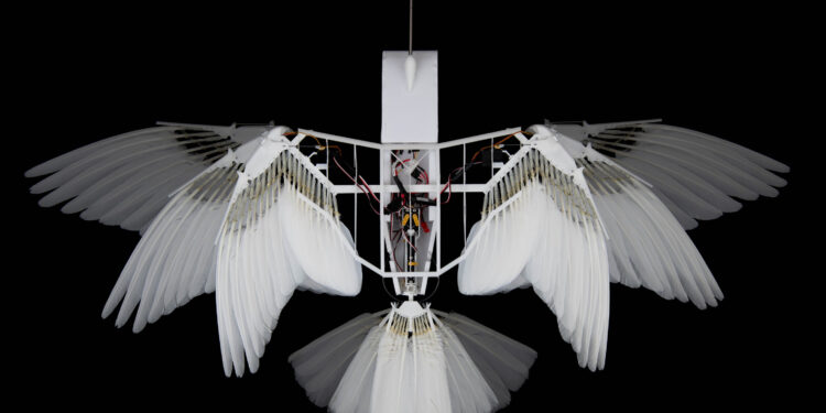 Robotic model with real pigeon feathers can fly like a bird