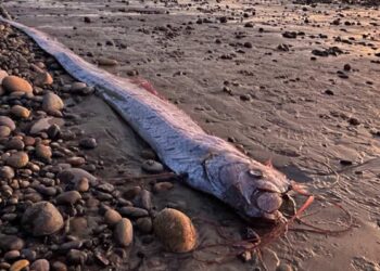 Seabed: a 3 meter “ribbon fish”, which predicts disasters, still washes up in California