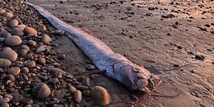 Seabed: a 3 meter “ribbon fish”, which predicts disasters, still washes up in California