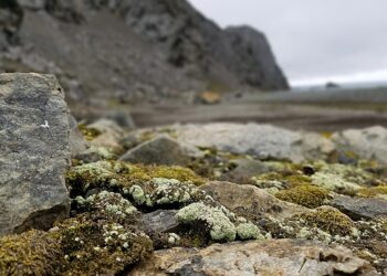 The mystery of secretly sexual lichens