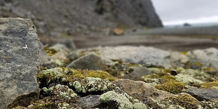 The mystery of secretly sexual lichens