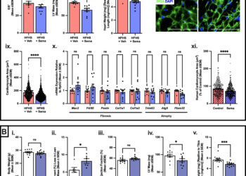 Weight-loss drug shrinks heart muscle in mice and human cells