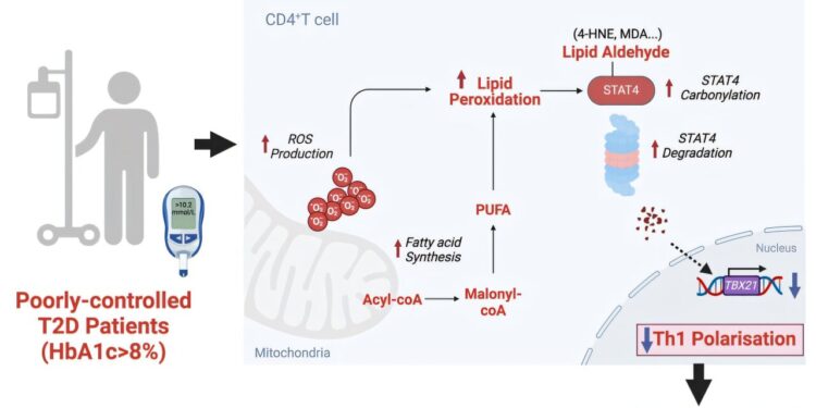 High blood sugar linked to weakened immunity in type 2 diabetes