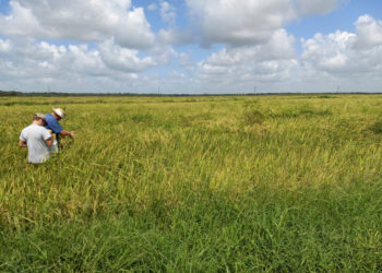 In the southeastern United States, weedy rice steals herbicide resistance from cultivated rice