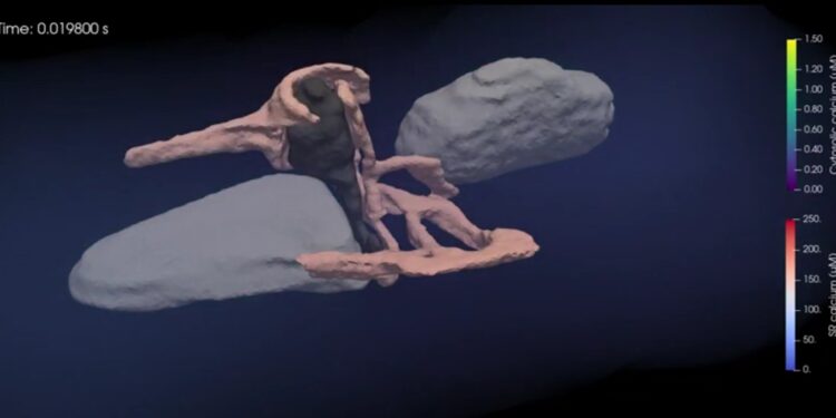 New software unlocks secrets of cell signaling, showing realistic simulations