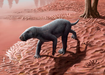 Oldest ancestor of a mammal discovered in Mallorca