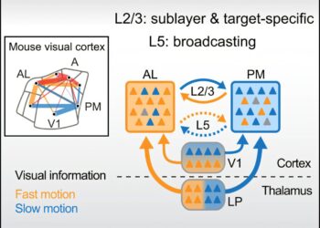 Researchers discover new connectivity rules in the brain’s visual network