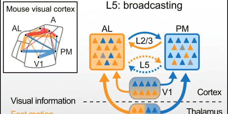 Researchers discover new connectivity rules in the brain’s visual network