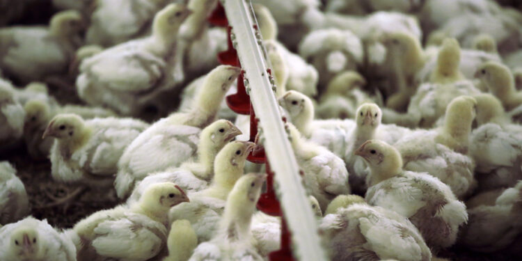 A first death linked to avian flu is recorded
