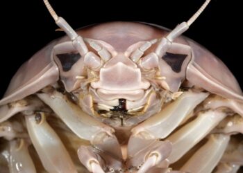 A new species of giant marine insect named after Darth Vader