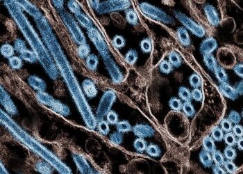Avian flu | Is the United States doing enough?