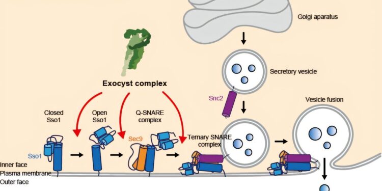 Exocyst study reveals new roles for protein complex in membrane fusion