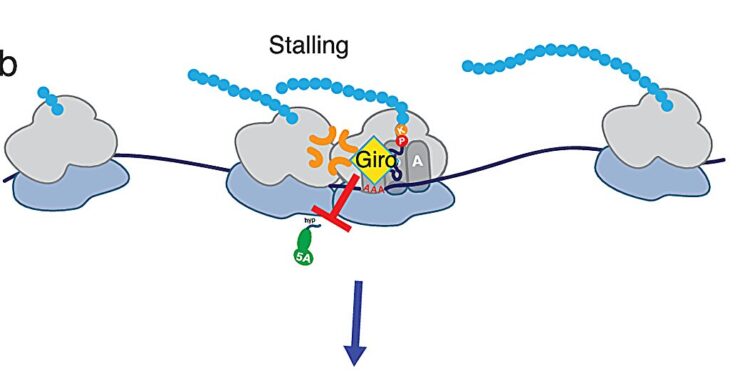 Scientists explain how a sea sponge compound exerts its biological effects