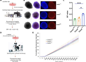 Study discovers genetic predisposition linked to biomarkers
