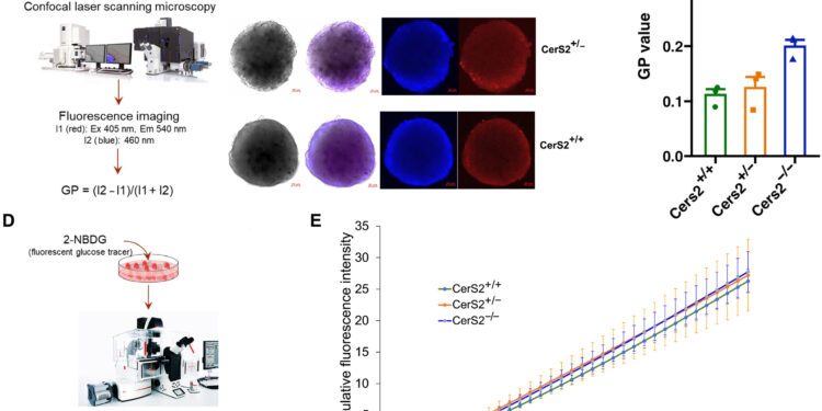 Study discovers genetic predisposition linked to biomarkers