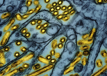 The authorities will devote 300 million dollars to the fight against bird flu