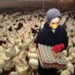 What are the repercussions of the continued ban on the export of poultry of the Kurdistan region of Iraq? | economy