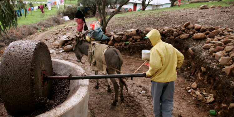 Drought and climate fluctuations press the agricultural sector in Morocco economy