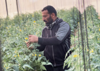 Gaza farmers are defiance of the war to revive the Palestine food basket economy