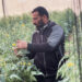 Gaza farmers are defiance of the war to revive the Palestine food basket economy