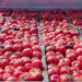 Iranian tomatoes flood the markets of Basra in Iraq and the farmer loses economy
