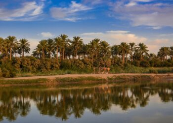 Iraq looks forward to the throne of dates in the world after launching a new palm planting strategy economy