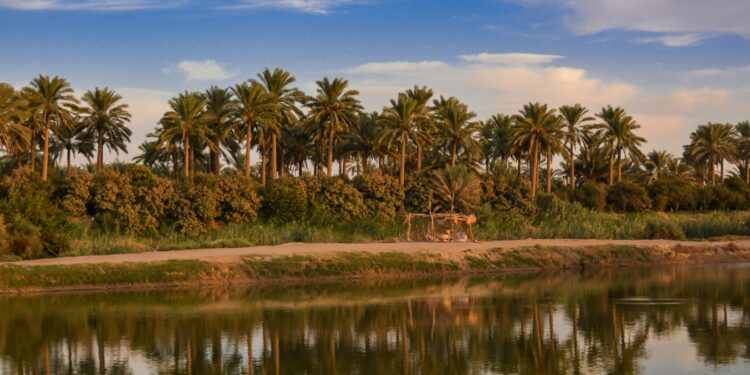 Iraq looks forward to the throne of dates in the world after launching a new palm planting strategy economy