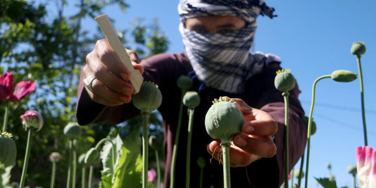 Afghanistan eradicates opium in favor of alternative crops with Turkish help economy