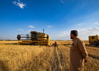 Customers: Syria offers a tender to buy 100,000 tons of flour wheat economy