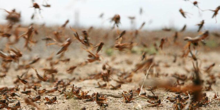 Desert locusts crawl on southern Libya and threaten a disaster economy