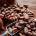 Drought hits the cocoa industry in Côte d’Ivoire economy