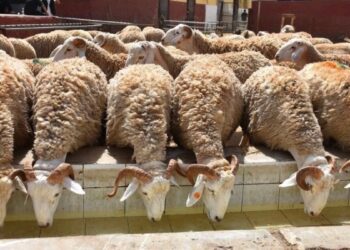 Is importing the sheep price crisis in Algeria during Eid al -Adha? | economy