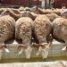 Is importing the sheep price crisis in Algeria during Eid al -Adha? | economy